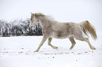 running arabian horse