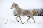 running arabian horse