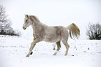 running arabian horse