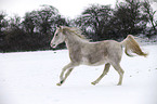 running arabian horse