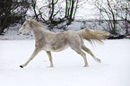 running arabian horse