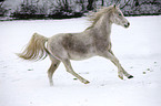 running arabian horse