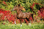 arabian horse