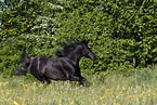 galloping arabian horse