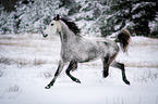 Arabian Horse in snow