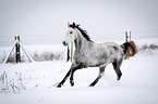 Arabian Horse in snow