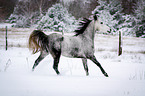 Arabian Horse in snow