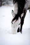 Arabian Horse in snow