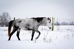 Arabian Horse in snow