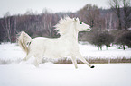 Arabian Horse in snow