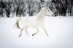 Arabian Horse in snow