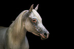 arabian horse portrait