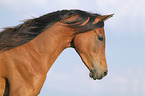 arabian horse portrait