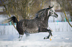 arabian horse in the snow