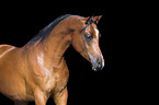 arabian horse in front of black blackground