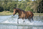 trotting arabian horse