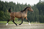 trotting arabian horse