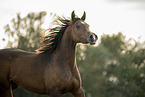 arabian horse portrait