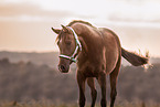 arabian horse