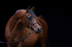 arabian horse portrait