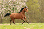 trotting arabian horse