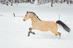 arabian horses in the snow