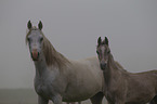 arabian horses