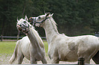 arabian horses