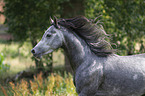 arabian horse