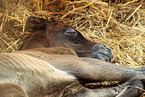 arabian foal