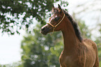 arabian horse foal