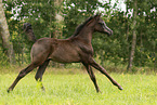 arabian horse foal