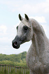 arabian horse stallion