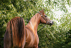 arabian horse mare