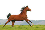 arabian horse mare