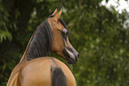 arabian horse mare