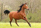 arabian horse mare