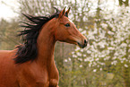 arabian horse mare