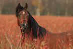 arabian horse stallion