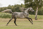 arabian horse stallion