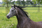 arabian horse