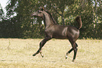 arabian horse foal