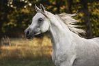 Arabian horse