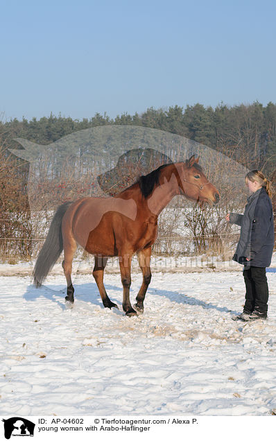 young woman with Arabo-Haflinger / AP-04602