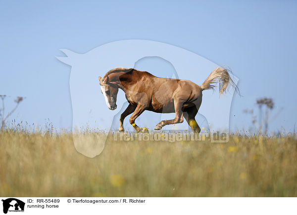 rennender Arabohaflinger / running horse / RR-55489