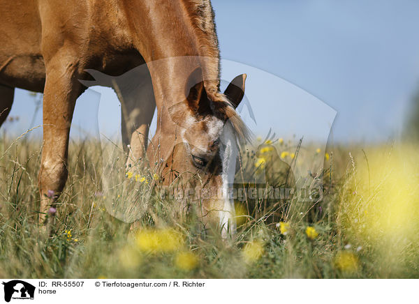 Arabohaflinger / horse / RR-55507
