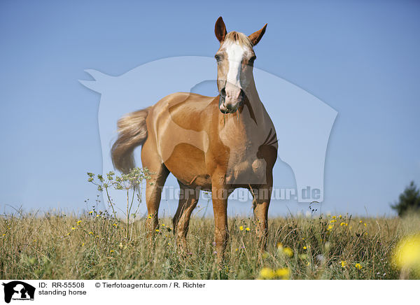 stehender Arabohaflinger / standing horse / RR-55508