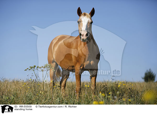 stehender Arabohaflinger / standing horse / RR-55509