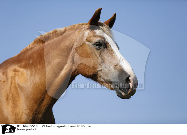 Arabohaflinger Portrait / horse portrait / RR-55510