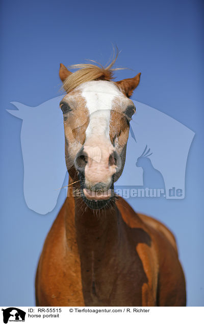 Arabohaflinger Portrait / horse portrait / RR-55515